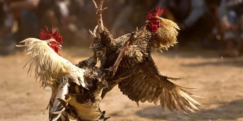 Với người mới, đá gà King88 nên được tiếp cận theo cách chậm rãi