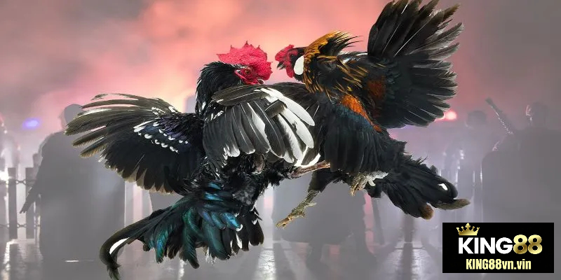 Đá gà King88 cung cấp nhiều hình thức thi đấu khác nhau
