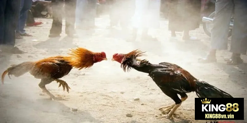 Sàn đấu gà kịch tính sẽ cho bạn sự phấn khích